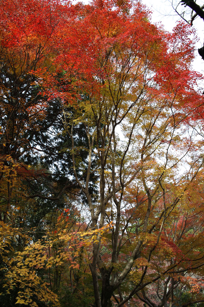 大原野神社の紅葉2017年11月