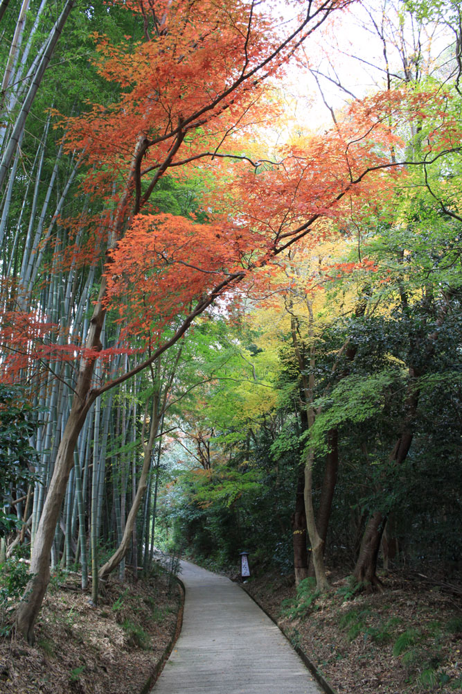 勝持寺の紅葉2017年11月