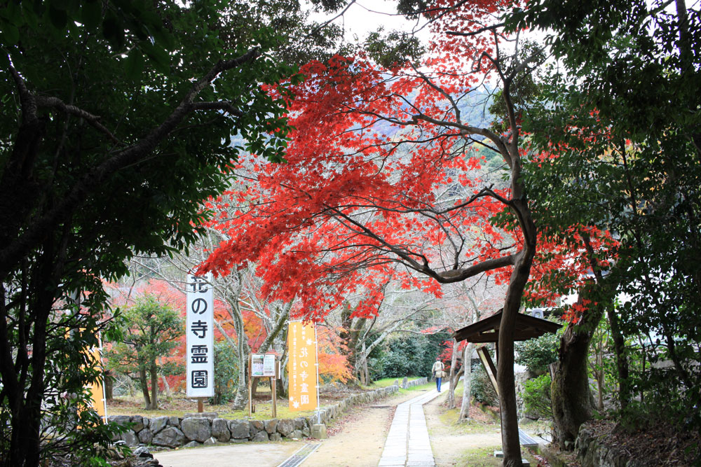 勝持寺の紅葉2017年11月