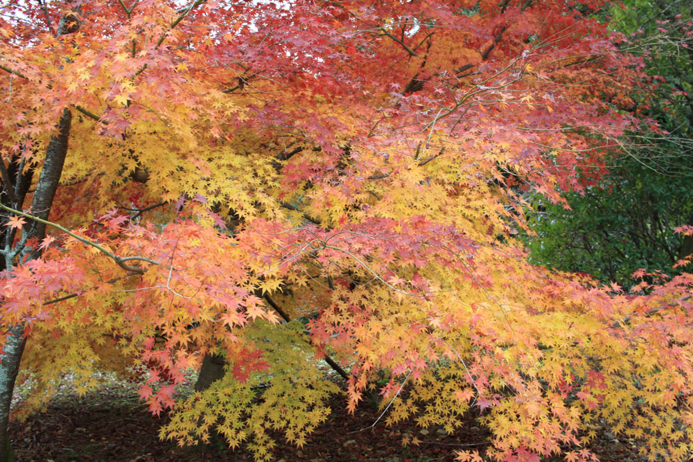 勝持寺の紅葉2017年11月