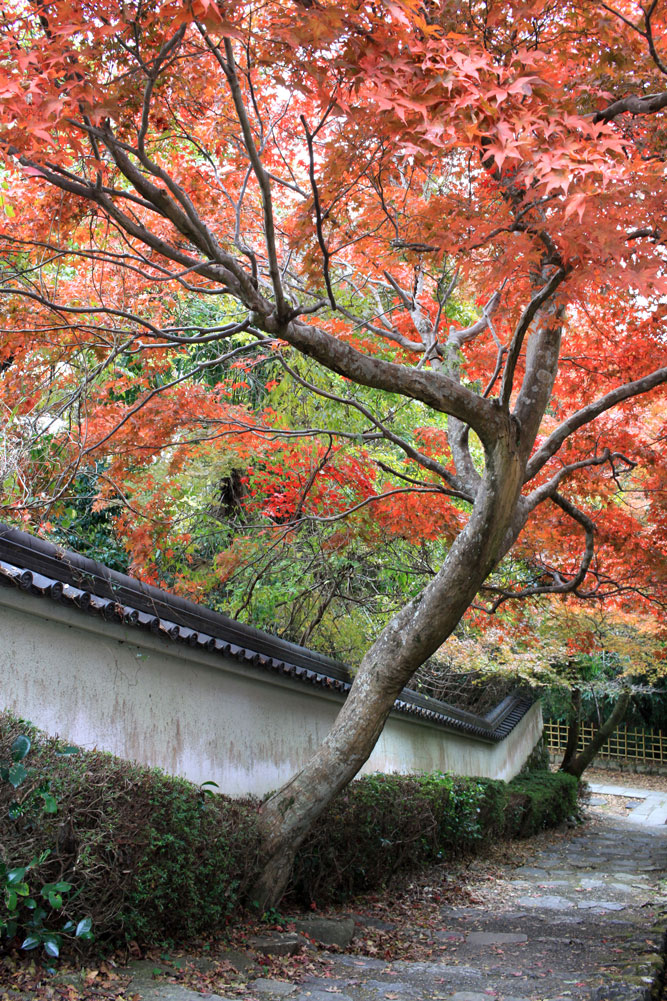 勝持寺の紅葉2017年11月