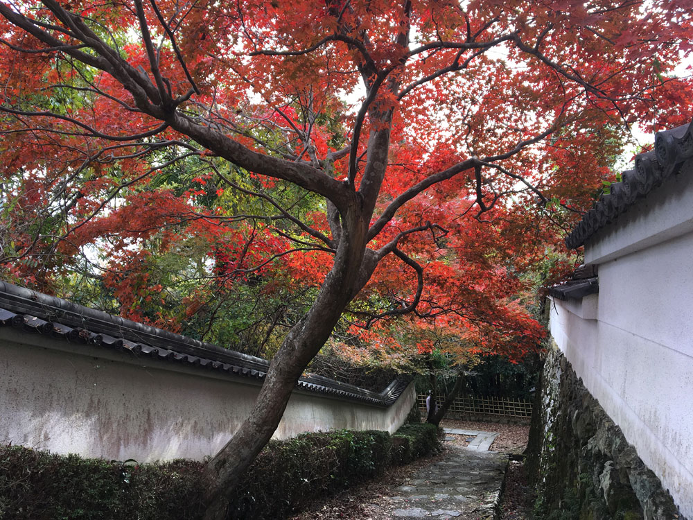 勝持寺の紅葉2017年11月