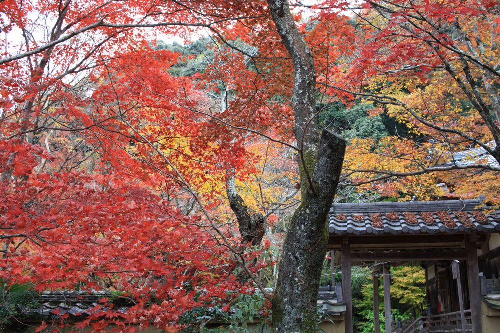 勝持寺の紅葉2017年11月