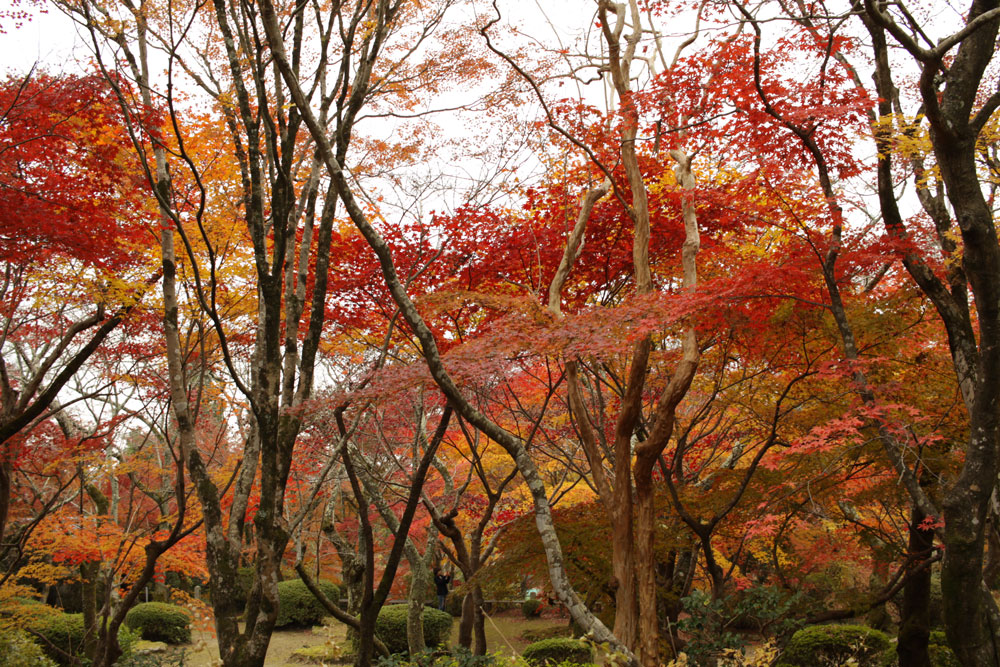 勝持寺の紅葉2017年11月