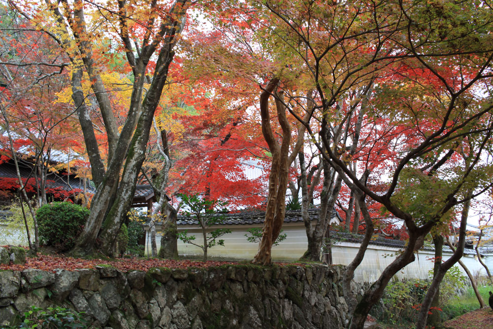 勝持寺の紅葉2017年11月