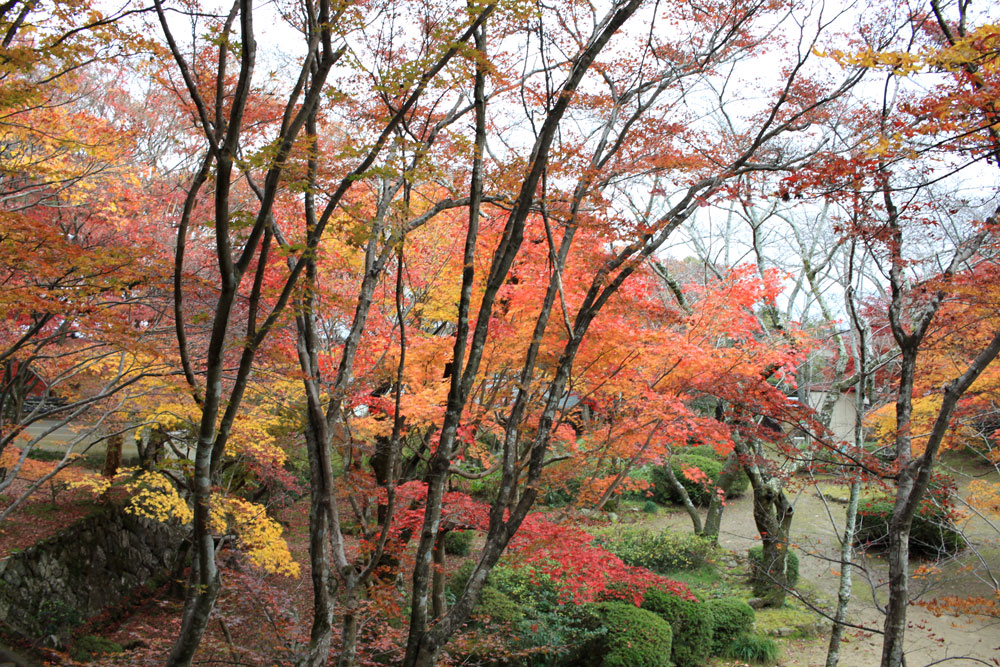 勝持寺の紅葉2017年11月