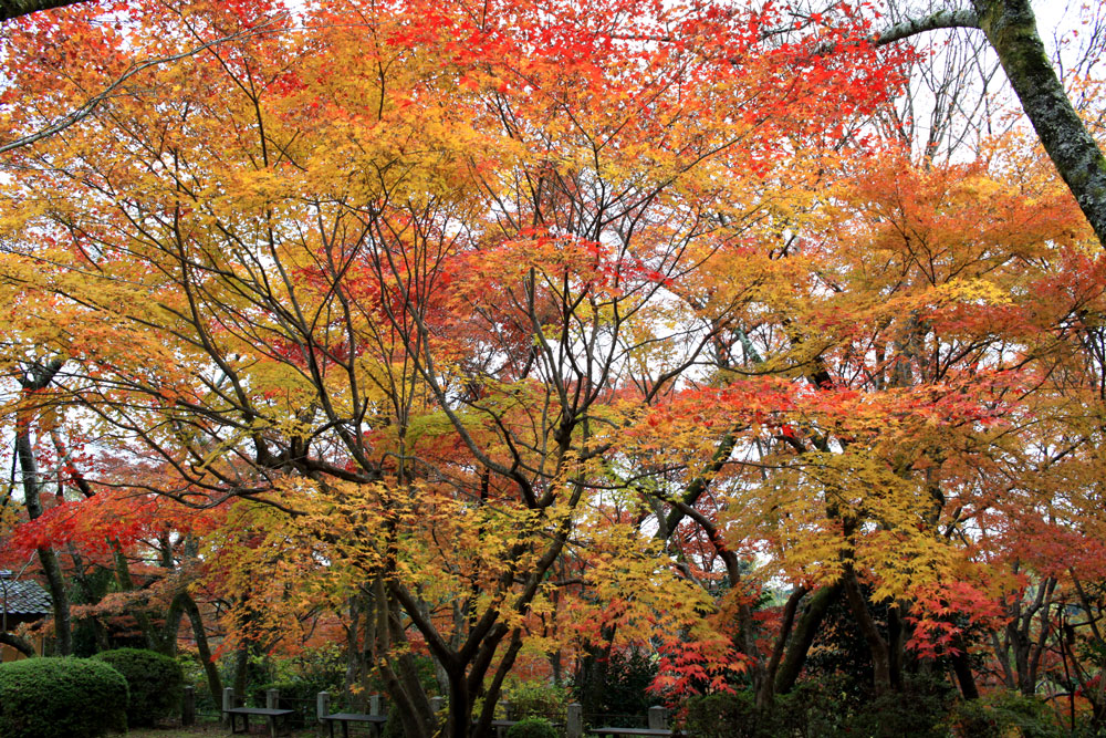 勝持寺の紅葉2017年11月