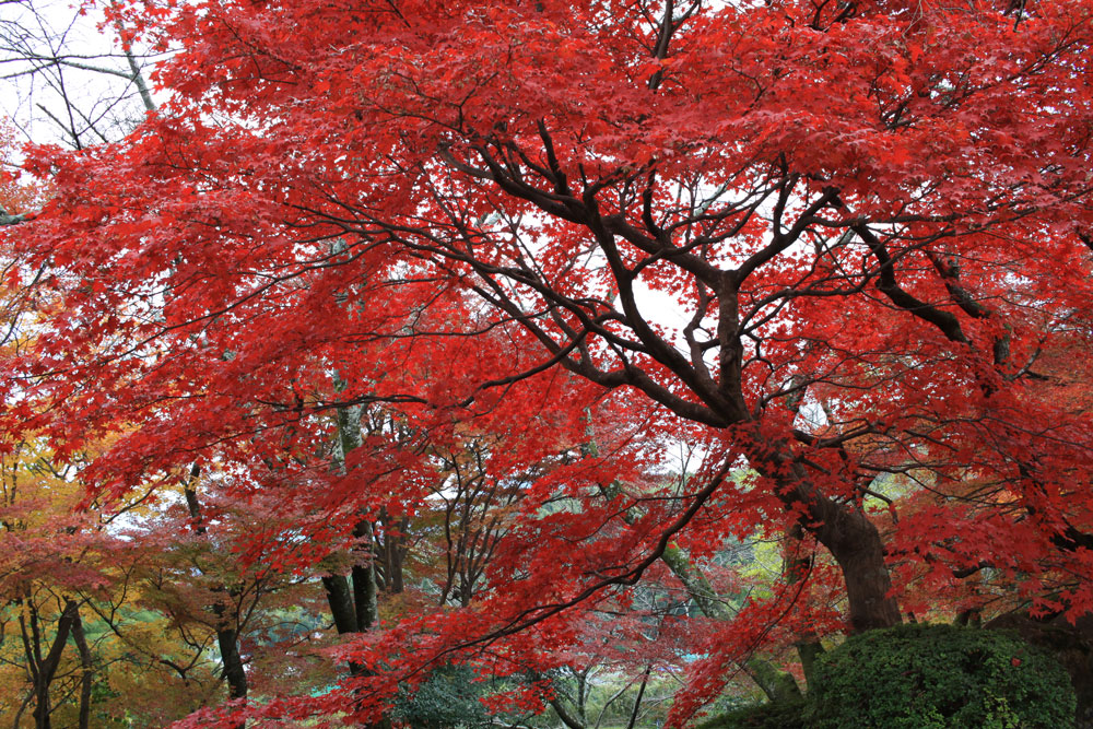 勝持寺の紅葉2017年11月