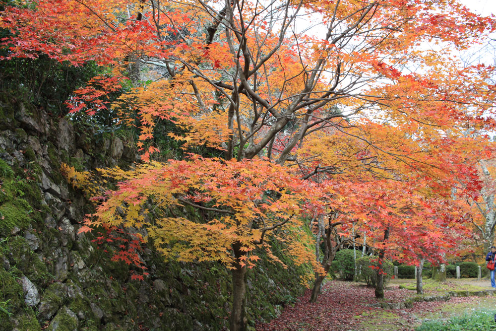 勝持寺の紅葉2017年11月