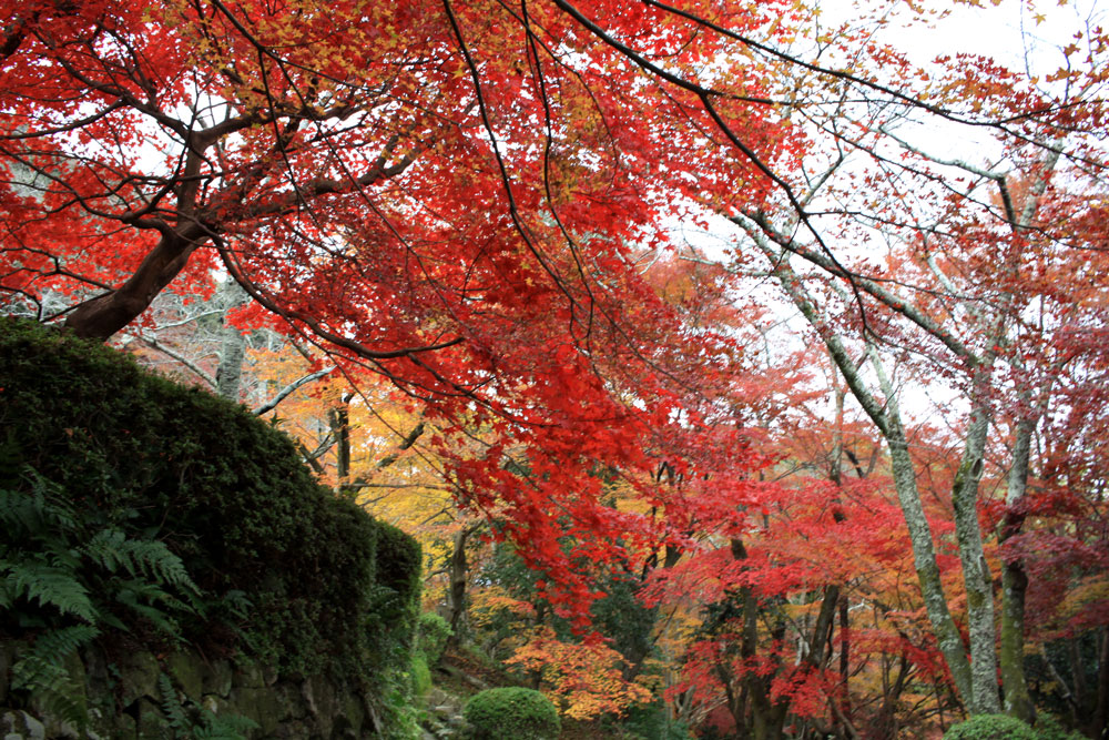 勝持寺の紅葉2017年11月