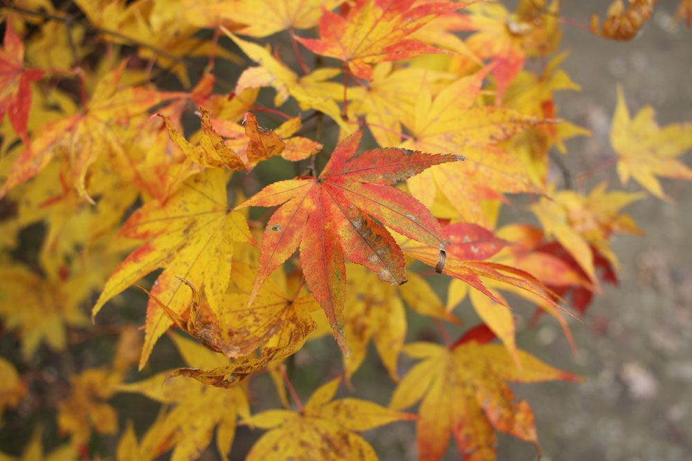 勝持寺の紅葉2017年11月