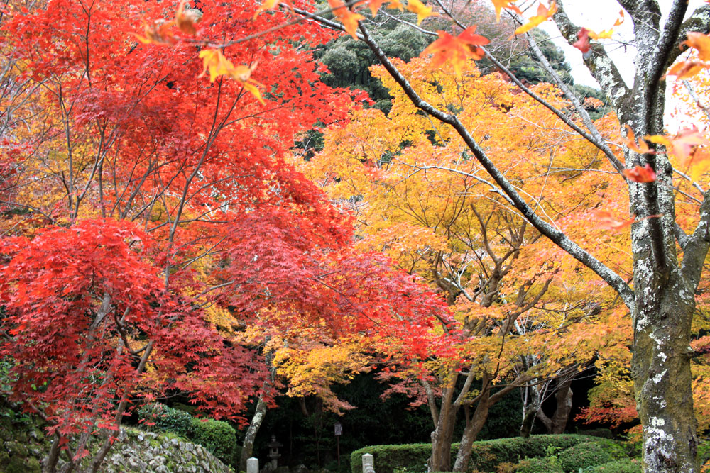 勝持寺の紅葉2017年11月