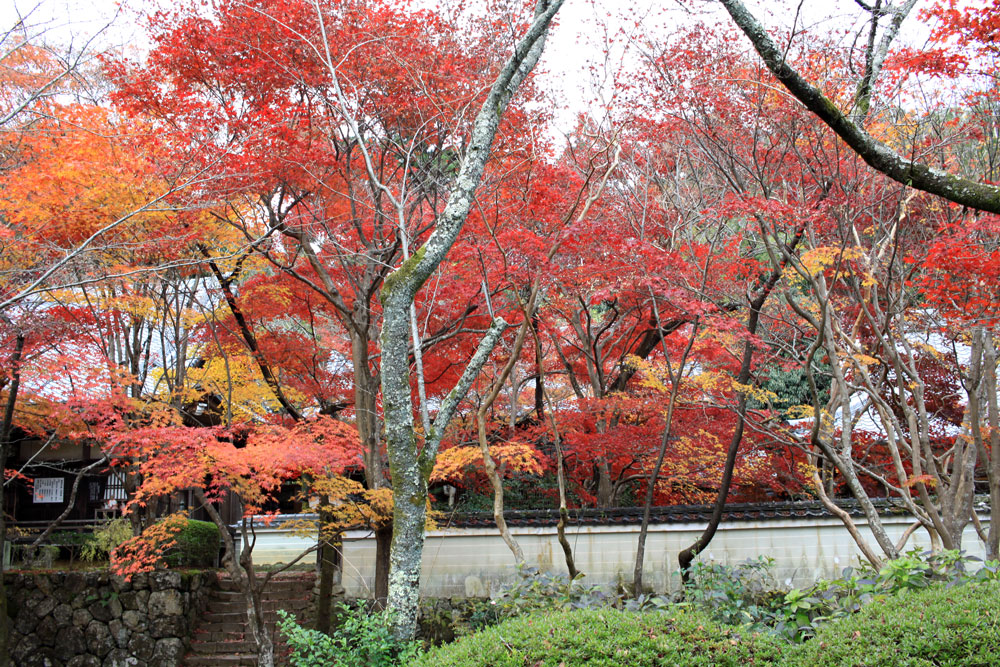 勝持寺の紅葉2017年11月