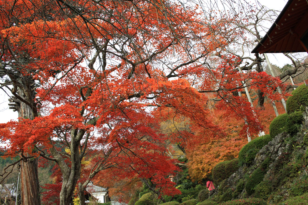 善峯寺の紅葉2017年11月