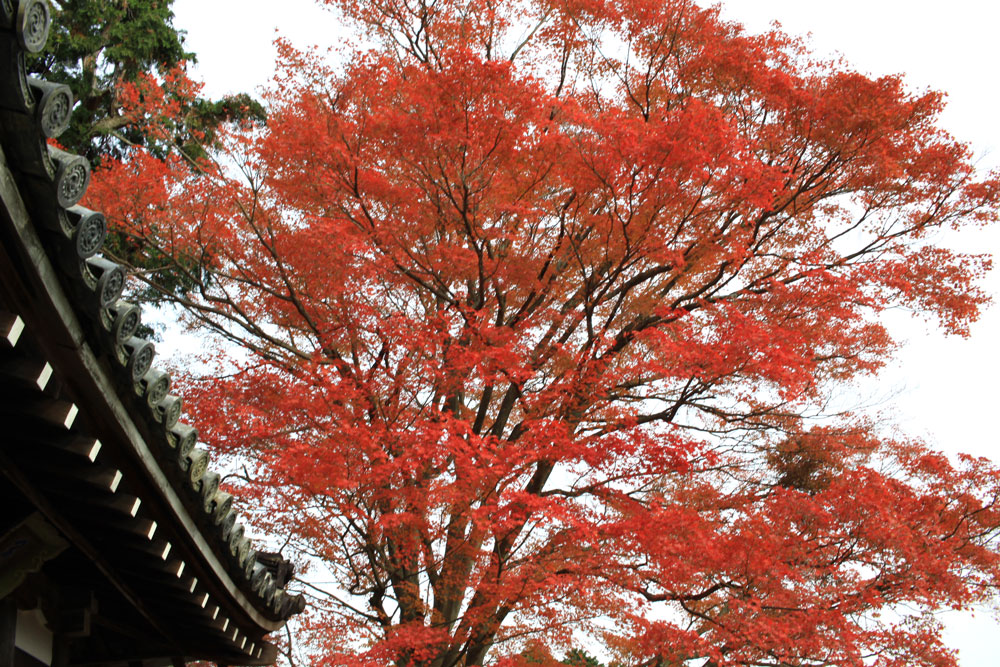 善峯寺の紅葉2017年11月