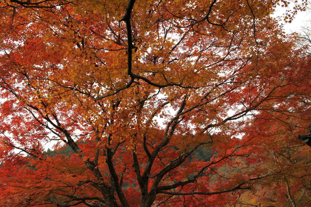 善峯寺の紅葉2017年11月