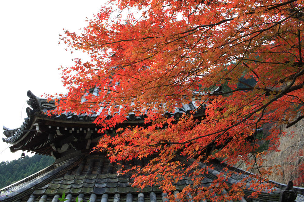 善峯寺の紅葉2017年11月