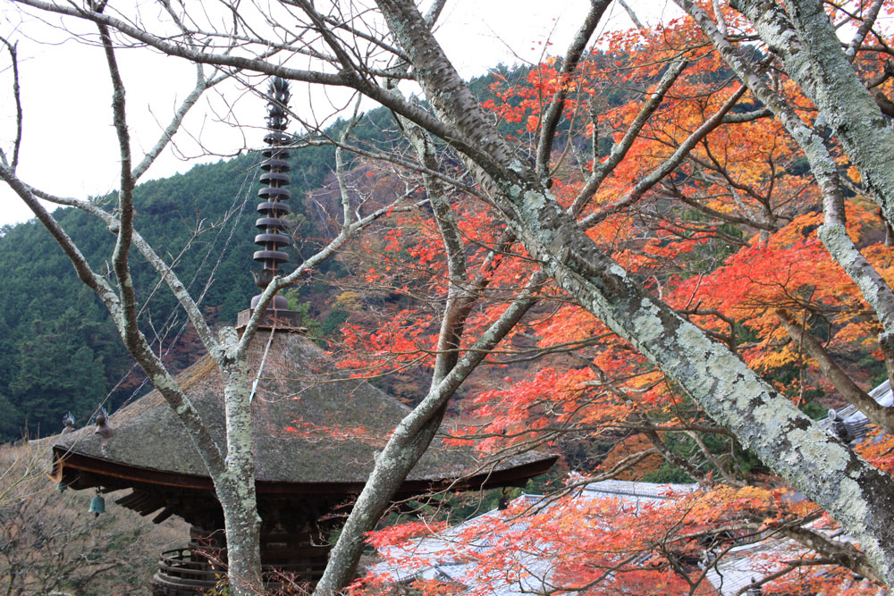 善峯寺の紅葉2017年11月