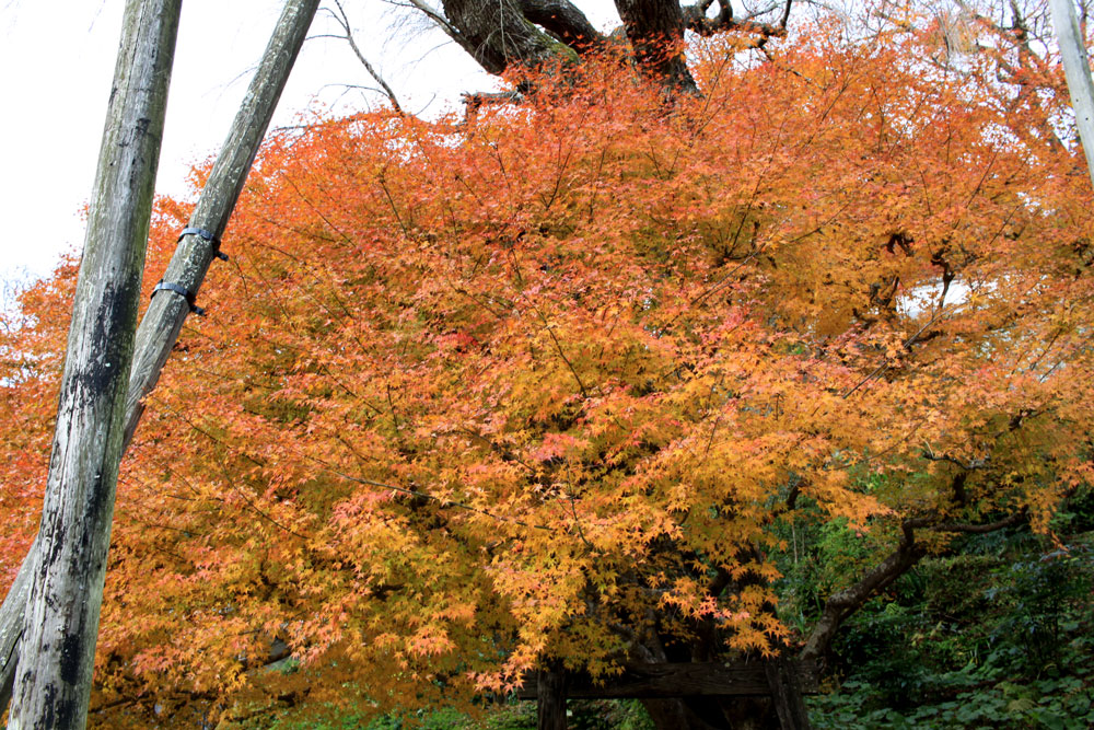 善峯寺の紅葉2017年11月