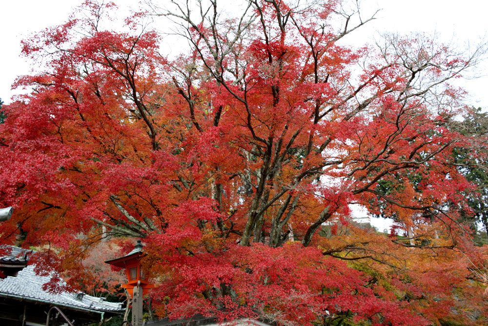 善峯寺の紅葉2017年11月