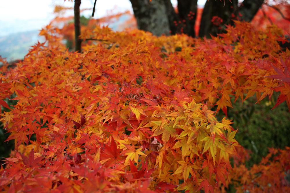 善峯寺の紅葉2017年11月