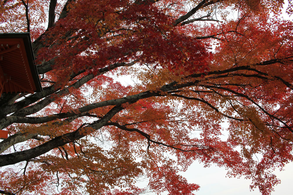 善峯寺の紅葉2017年11月