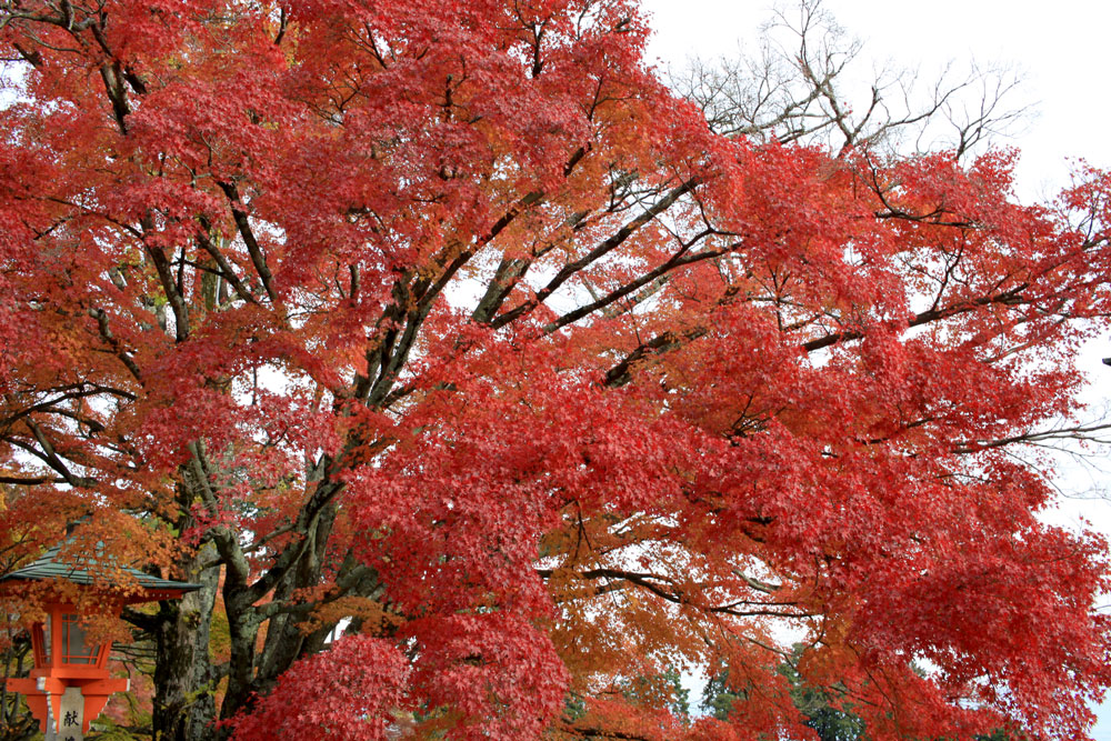 善峯寺の紅葉2017年11月