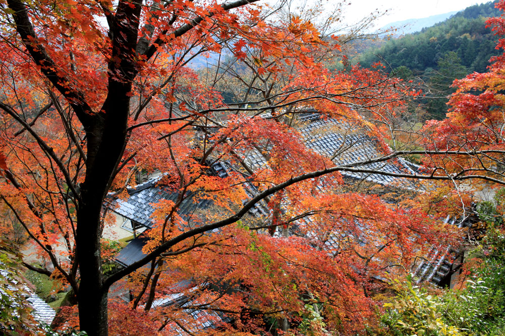 善峯寺の紅葉2017年11月