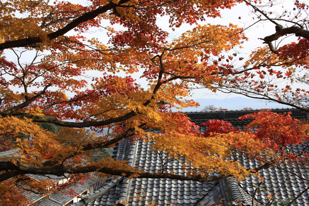 善峯寺の紅葉2017年11月