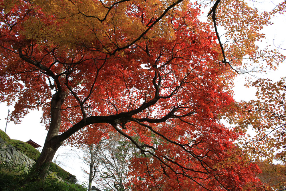 善峯寺の紅葉2017年11月