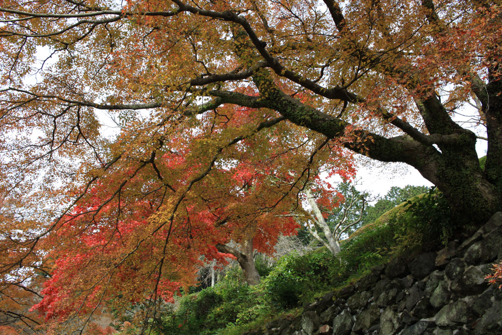 善峯寺の紅葉2017年11月