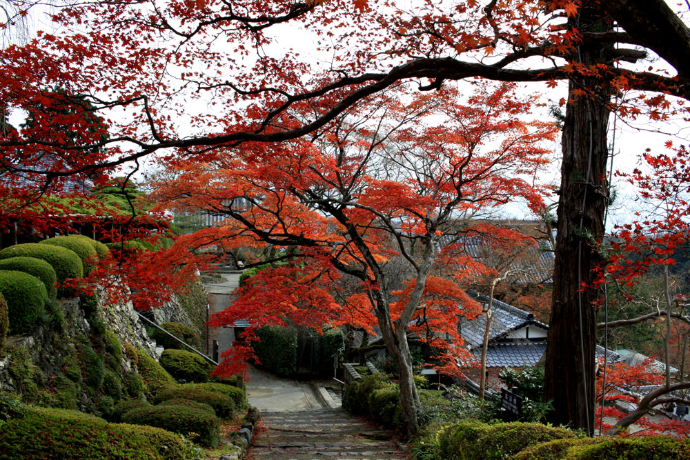 善峯寺の紅葉2017年11月