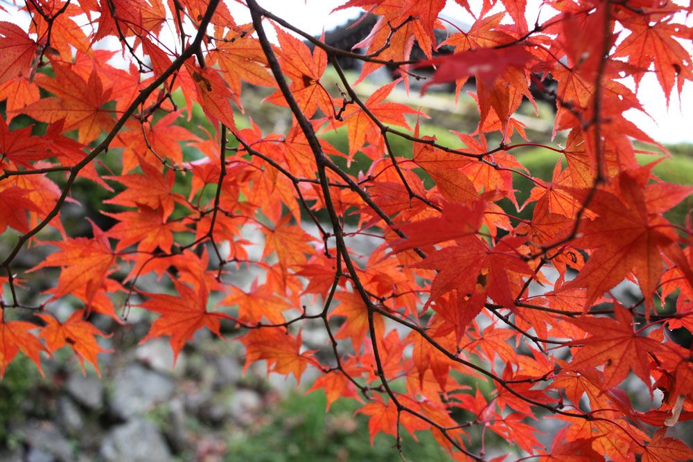 善峯寺の紅葉2017年11月