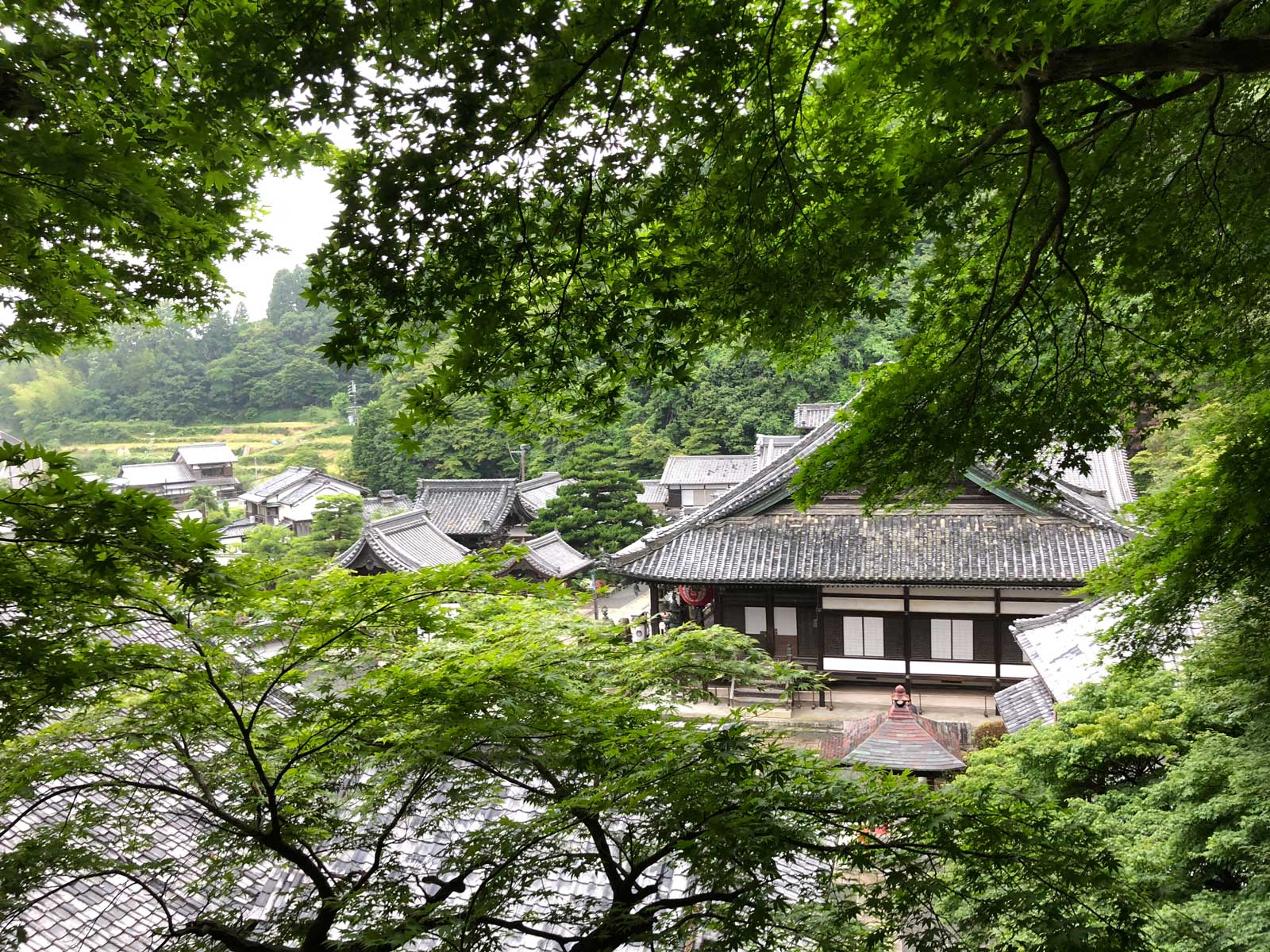 柳谷観音の紫陽花2018年6月