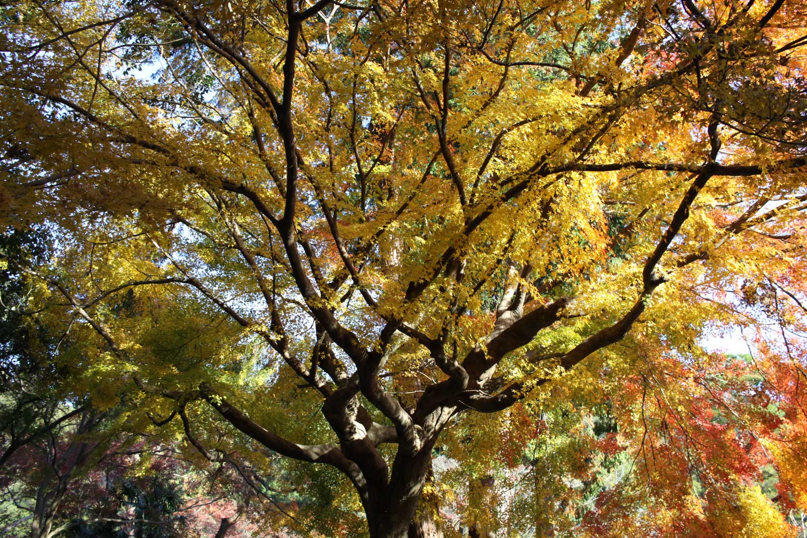 御寺 泉涌寺の紅葉2018年