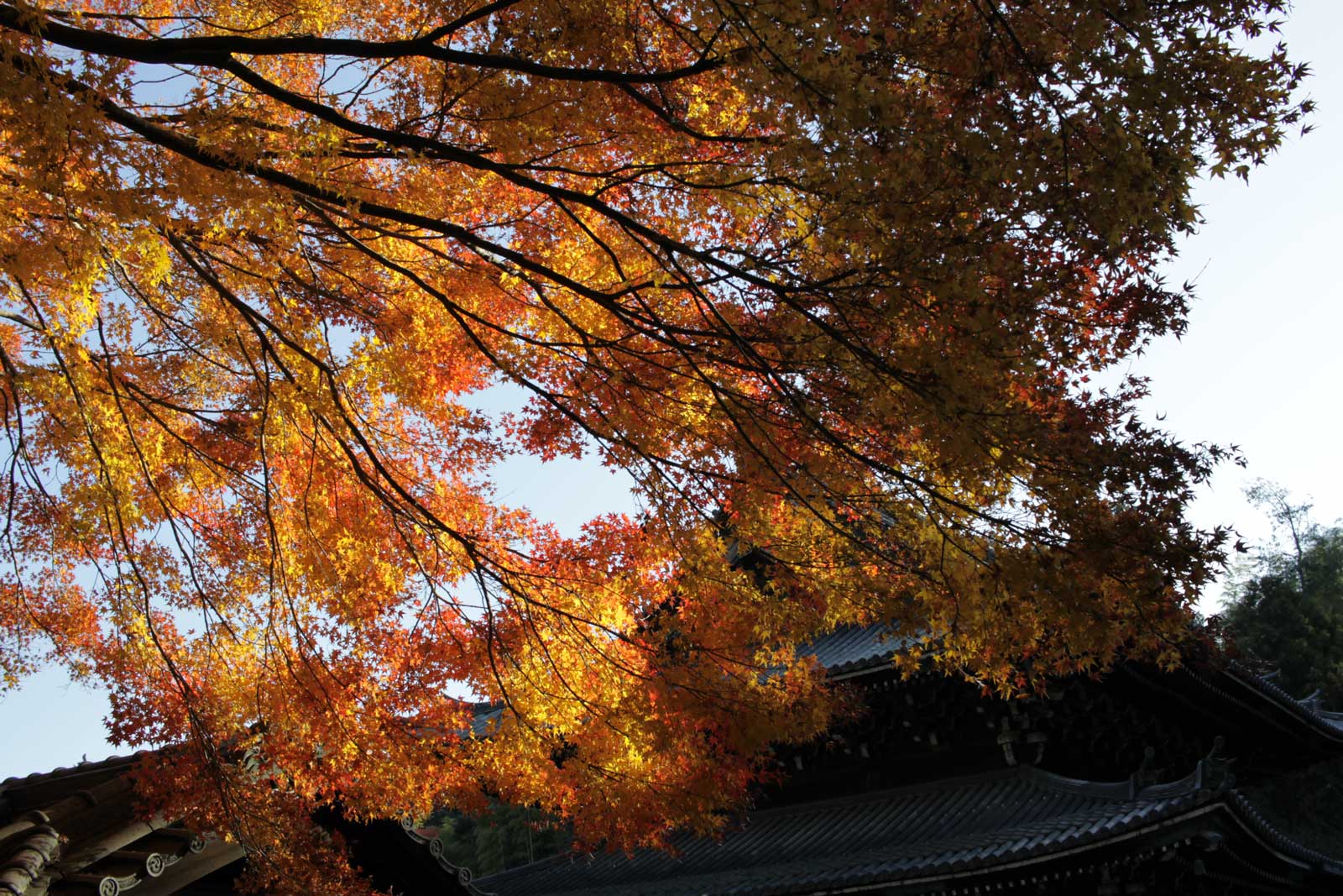 御寺 泉涌寺の紅葉2018年