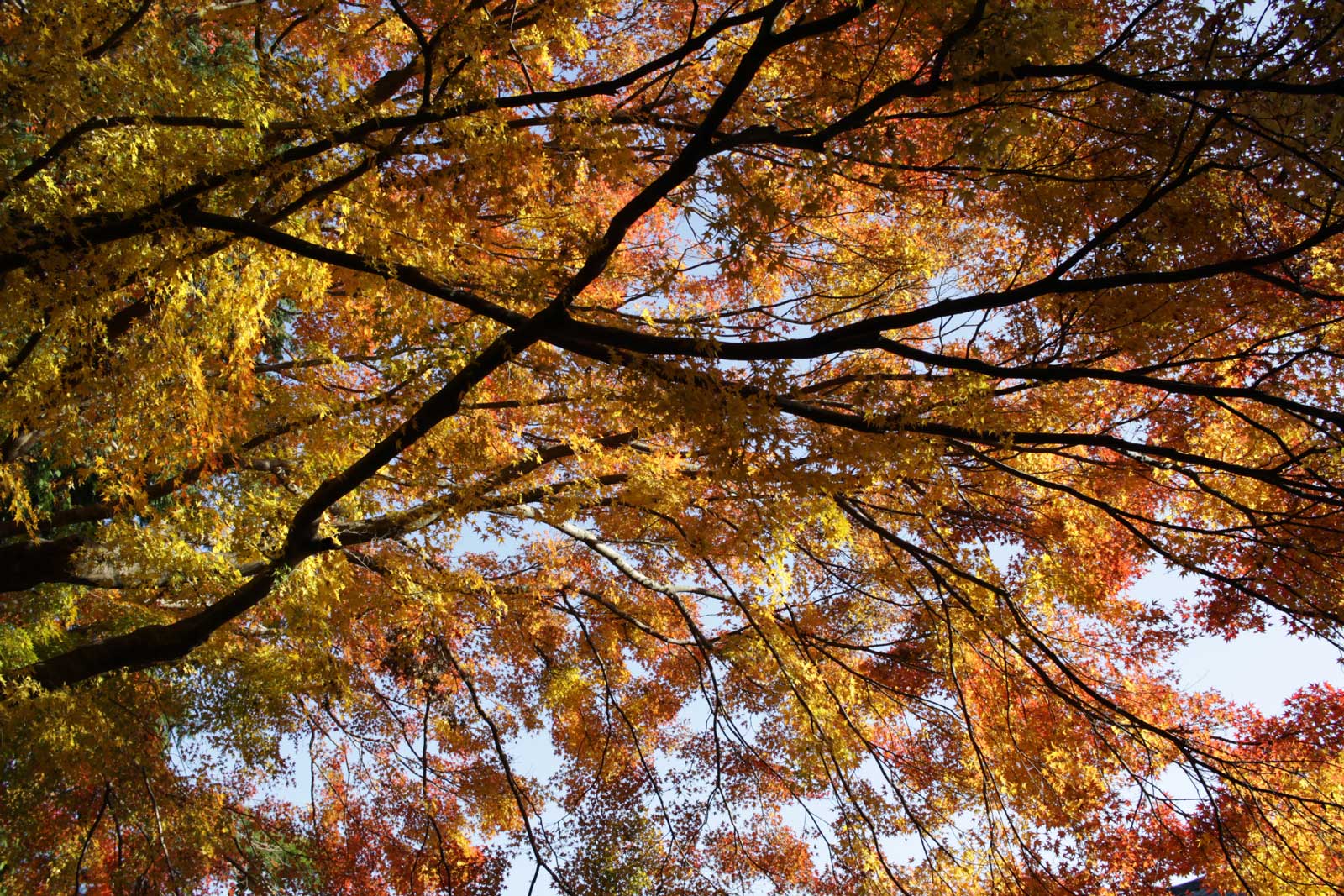 御寺 泉涌寺の紅葉2018年