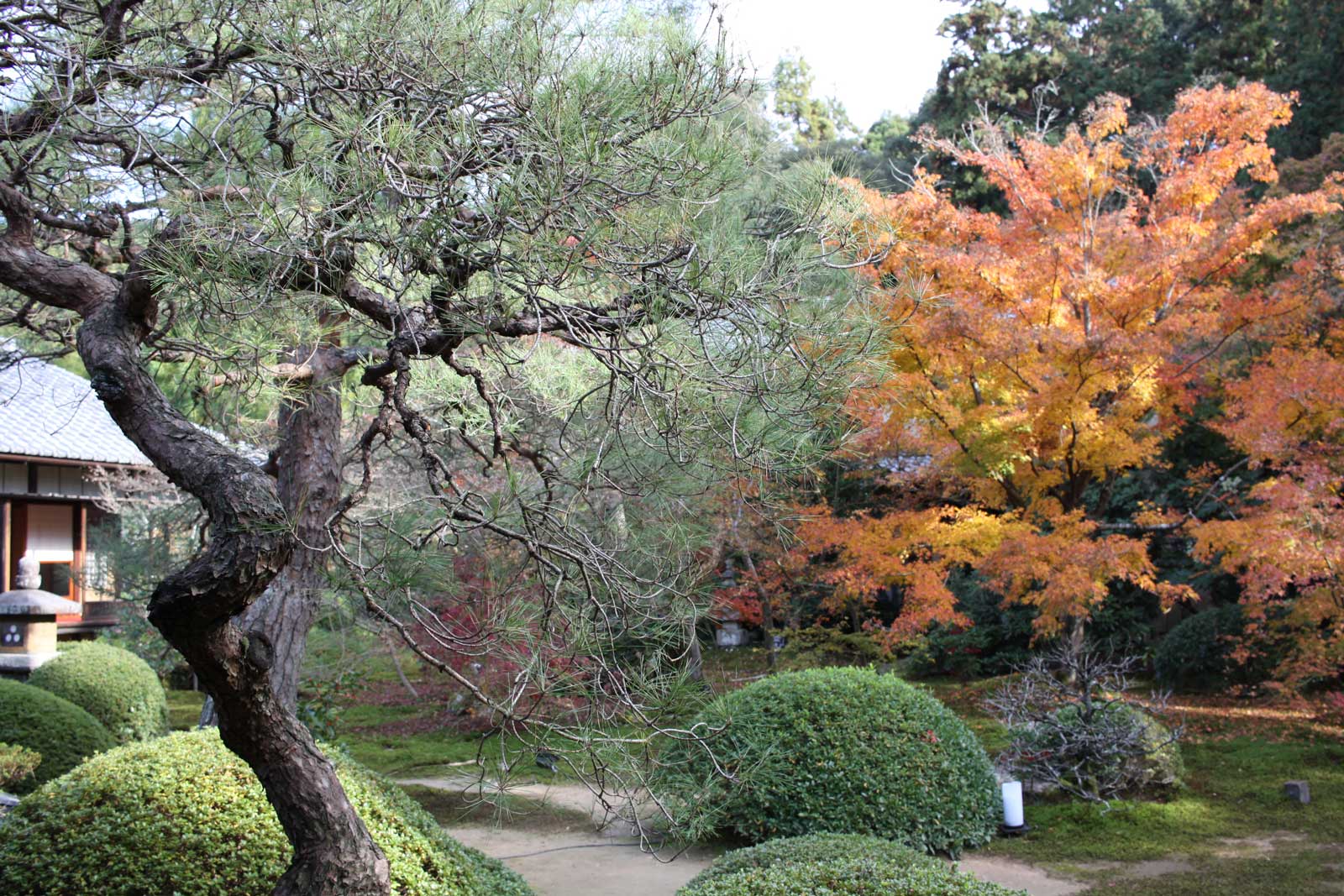 御寺 泉涌寺の紅葉2018年