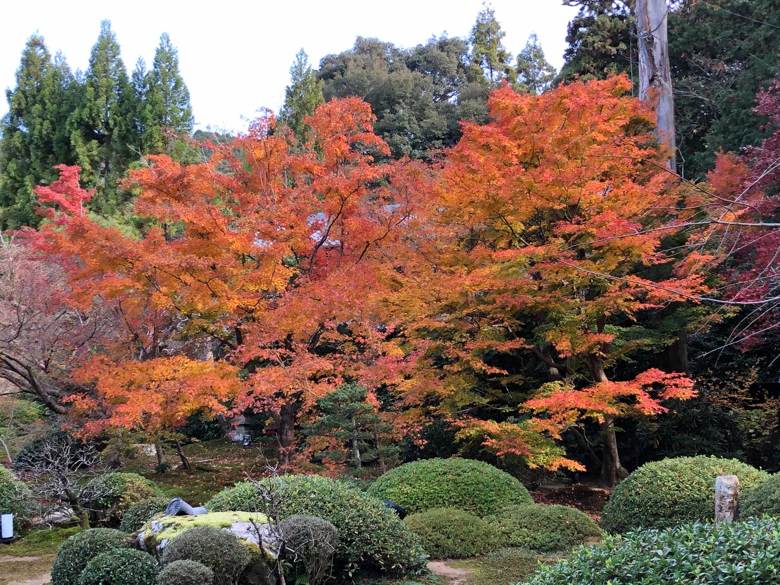 御寺 泉涌寺の紅葉2018年