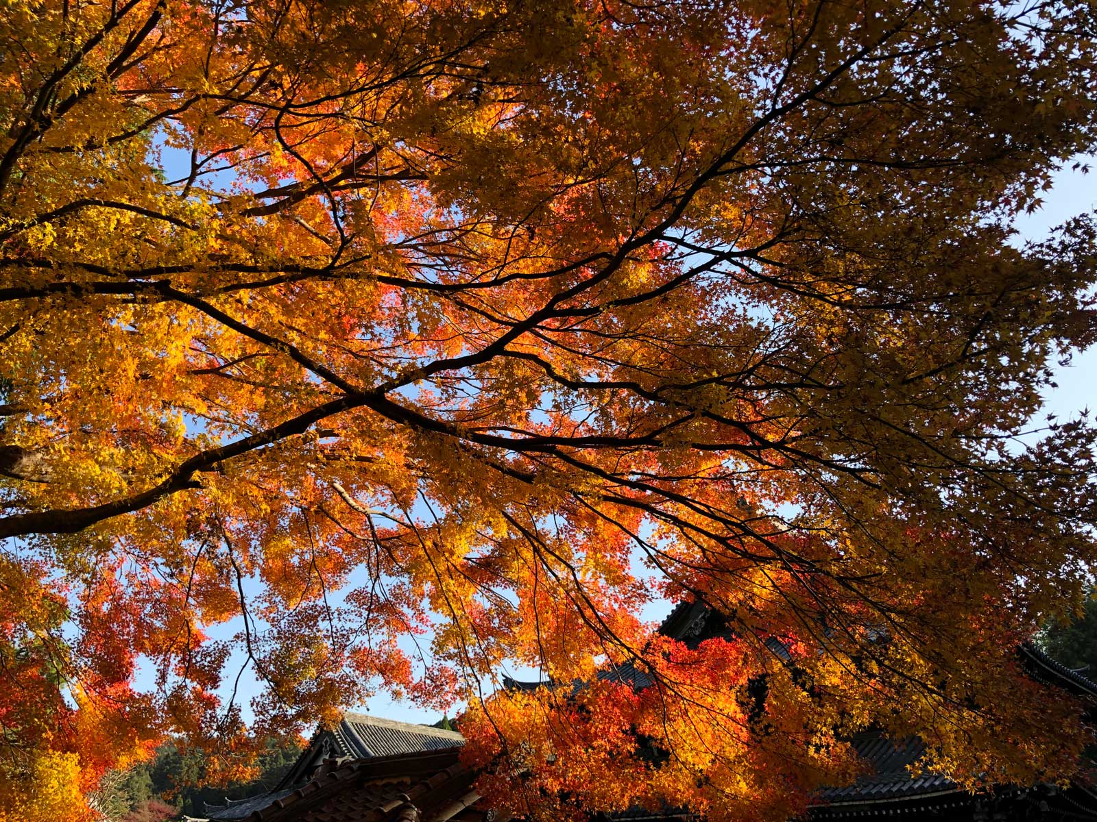 御寺 泉涌寺の紅葉2018年