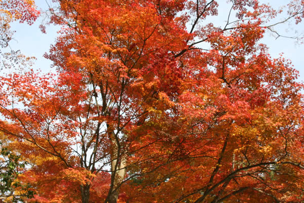 善峯寺の紅葉