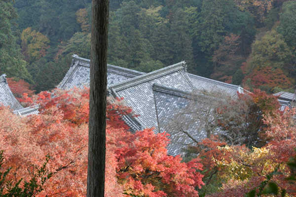 善峯寺の紅葉