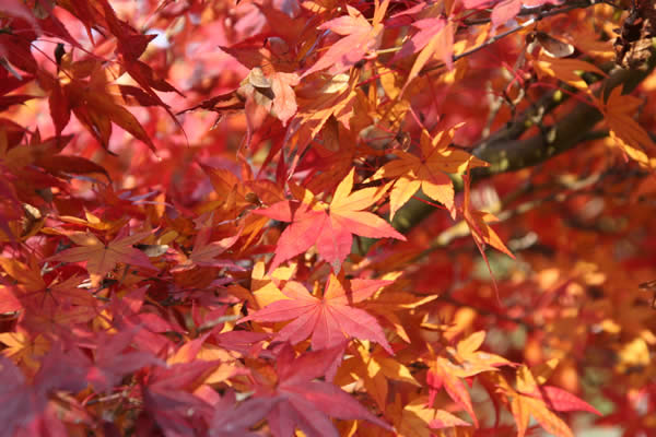 光明寺の紅葉