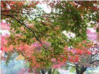 大原野神社の紅葉