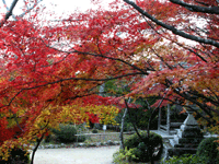 勝持寺の紅葉