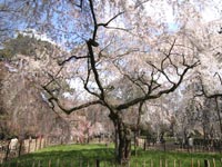 京都御所の桜