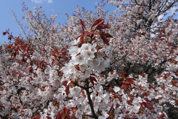 京都御所の桜