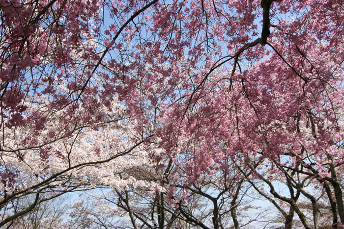 勝持寺の桜