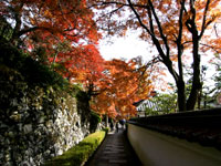 善峯寺の紅葉