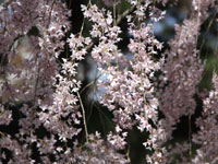 京都御所（御苑）の桜